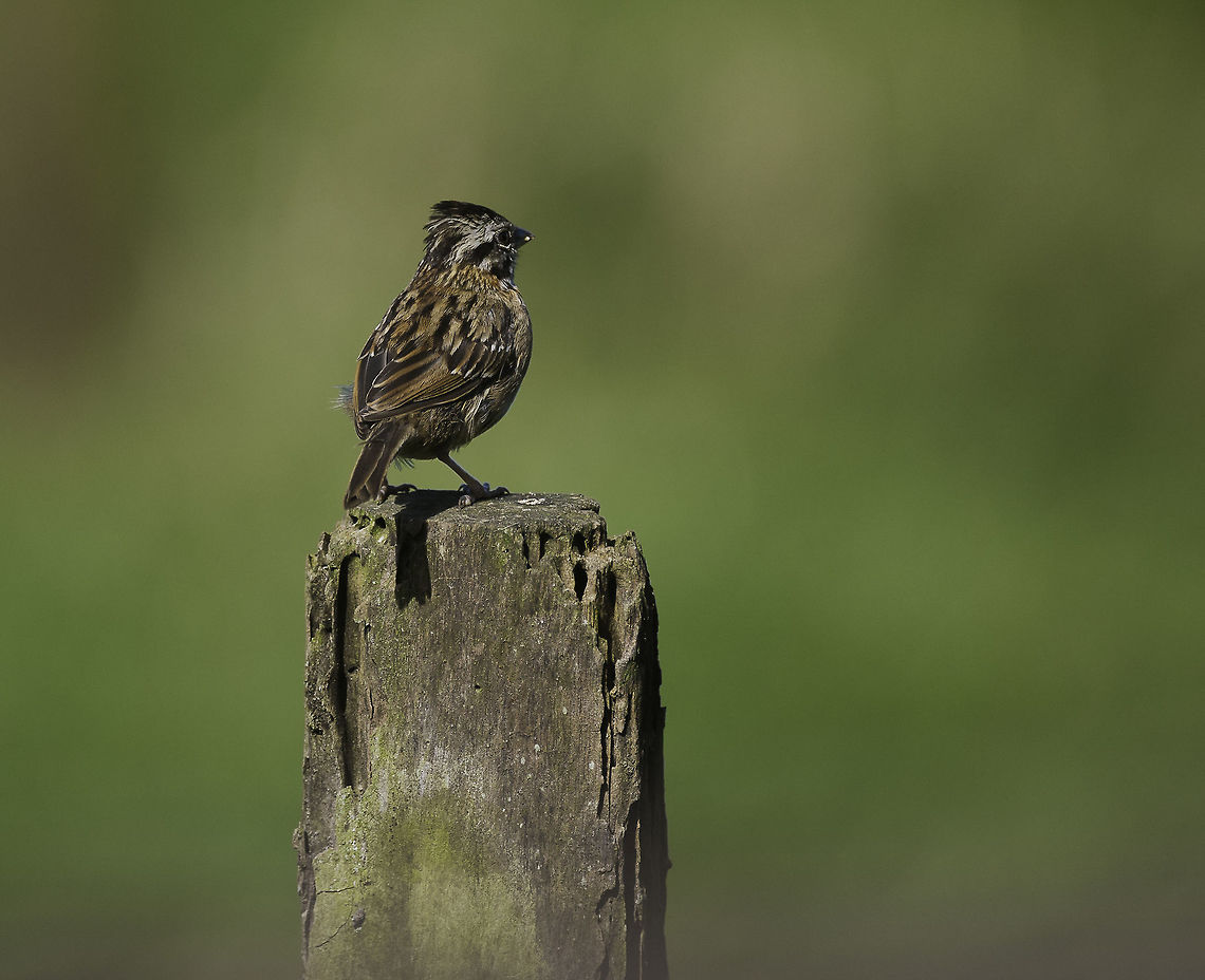Zonotrichia capensis-chingolo the backside of <figure class="photo"><a href="https://www.jungledragon.com/image/35822/zonotrichia_capensis-chingolo.html" title="Zonotrichia_capensis-chingolo"><img src="https://s3.amazonaws.com/media.jungledragon.com/images/2552/35822_thumb.jpg?AWSAccessKeyId=05GMT0V3GWVNE7GGM1R2&Expires=1769040010&Signature=Tu%2FZ%2FeG9FcDO%2BIpAoRofBU7CKrY%3D" width="200" height="152" alt="Zonotrichia_capensis-chingolo We stayed for a day on a friends farm. Her cows and all the wildlife that can stand the high winds at 1200m above sea level are a long way from town, it is like a windy bit of heaven.<br />
When the cows came in to milk, so did the highland sparrows. It is interesting how both queue up at a given time. Costa Rica,Geotagged,Rufous-collared sparrow,Winter,Zonotrichia,Zonotrichia capensis,ave,bird,pajarito,sparrow" /></a></figure> Costa Rica,Geotagged,Rufous-collared sparrow,Winter,Zonotrichia capensis,ave,chingolo,highlands,pajaro,sparrow