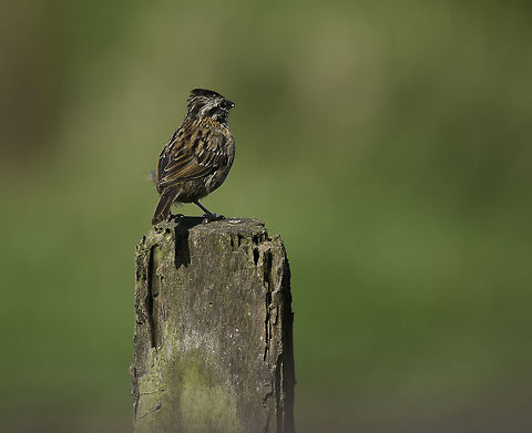 Zonotrichia capensis-chingolo the backside of http://www.jungledragon.com/image/35822/zonotrichia_capensis-chingolo.html Costa Rica,Geotagged,Rufous-collared sparrow,Winter,Zonotrichia capensis,ave,chingolo,highlands,pajaro,sparrow