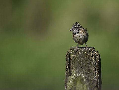 Zonotrichia_capensis-chingolo We stayed for a day on a friends farm. Her cows and all the wildlife that can stand the high winds at 1200m above sea level are a long way from town, it is like a windy bit of heaven.
When the cows came in to milk, so did the highland sparrows. It is interesting how both queue up at a given time. Costa Rica,Geotagged,Rufous-collared sparrow,Winter,Zonotrichia,Zonotrichia capensis,ave,bird,pajarito,sparrow