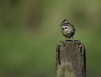 Zonotrichia_capensis-chingolo We stayed for a day on a friends farm. Her cows and all the wildlife that can stand the high winds at 1200m above sea level are a long way from town, it is like a windy bit of heaven.<br />
When the cows came in to milk, so did the highland sparrows. It is interesting how both queue up at a given time. Costa Rica,Geotagged,Rufous-collared sparrow,Winter,Zonotrichia,Zonotrichia capensis,ave,bird,pajarito,sparrow