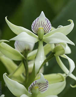 Prosthechea_o_Encyclia_fragrans_(61_of_132) the closeup of a single flower of this one :
http://www.jungledragon.com/image/35839/prosthechea_o_encyclia_fragrans.html Costa Rica,Encyclia Frangans,Fall,Geotagged,Prosthechea fragrans,orchid,orquidea