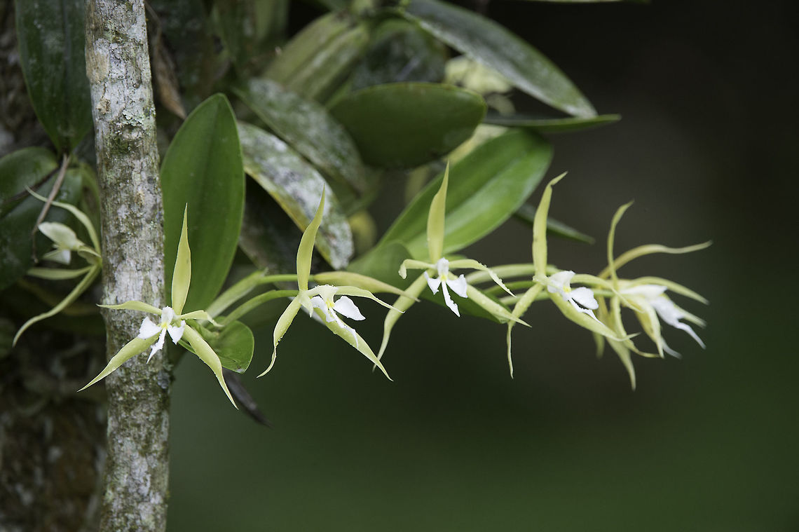 Epidendrum_nocturnum Another species that lives in the G&uuml;itite trees. Costa Rica,Epidendrum  nocturnum,Epidendrum nocturnum,Geotagged,Summer,güitite,orchid,orquidea