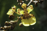Oncidium_fimbriatum_(6_of_26) another wide angle macro of a tiny orchid, it is one long stalk and the only one I have seen so far. Lives in a mandarin tree. Costa Rica,Geotagged,Golden shower orchid,Gomesa ciliata,Oncidium,Oncidium fimbriatum,Winter,orchid,orquidea