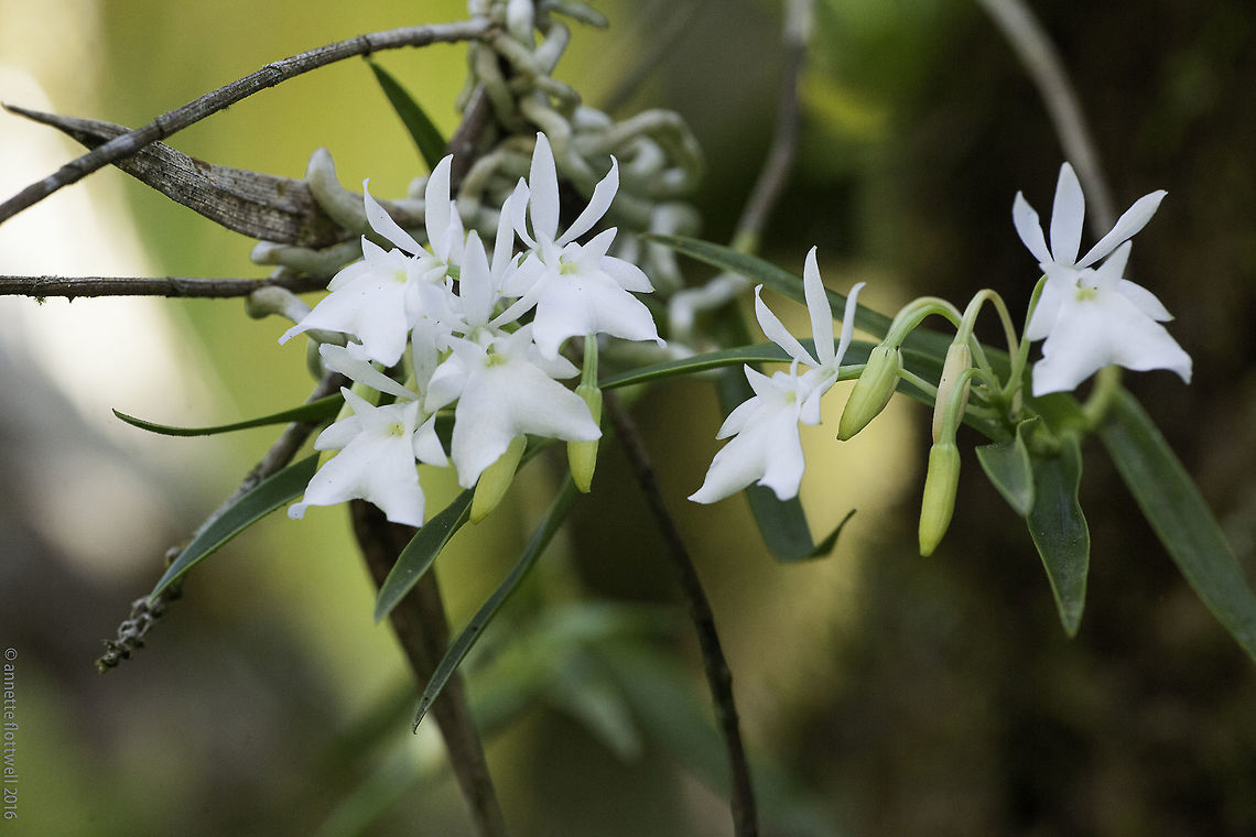 another orchid that is flowering right now no id, sorry, I fell asleep loading pages after pages :) Costa Rica,Geotagged,Winter,orchid,orquidea