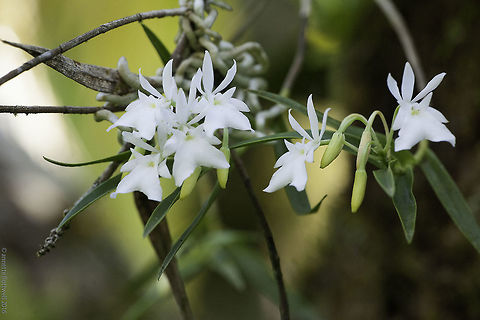 another orchid that is flowering right now no id, sorry, I fell asleep loading pages after pages :) Costa Rica,Geotagged,Winter,orchid,orquidea