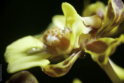 Oncidium_fimbriatum Side view of the same tiny flower
http://www.jungledragon.com/image/35842/oncidium_fimbriatum_6_of_26.html Golden shower orchid,Gomesa ciliata,Oncidium,Oncidium fimbriatum.,orchid,orquidea