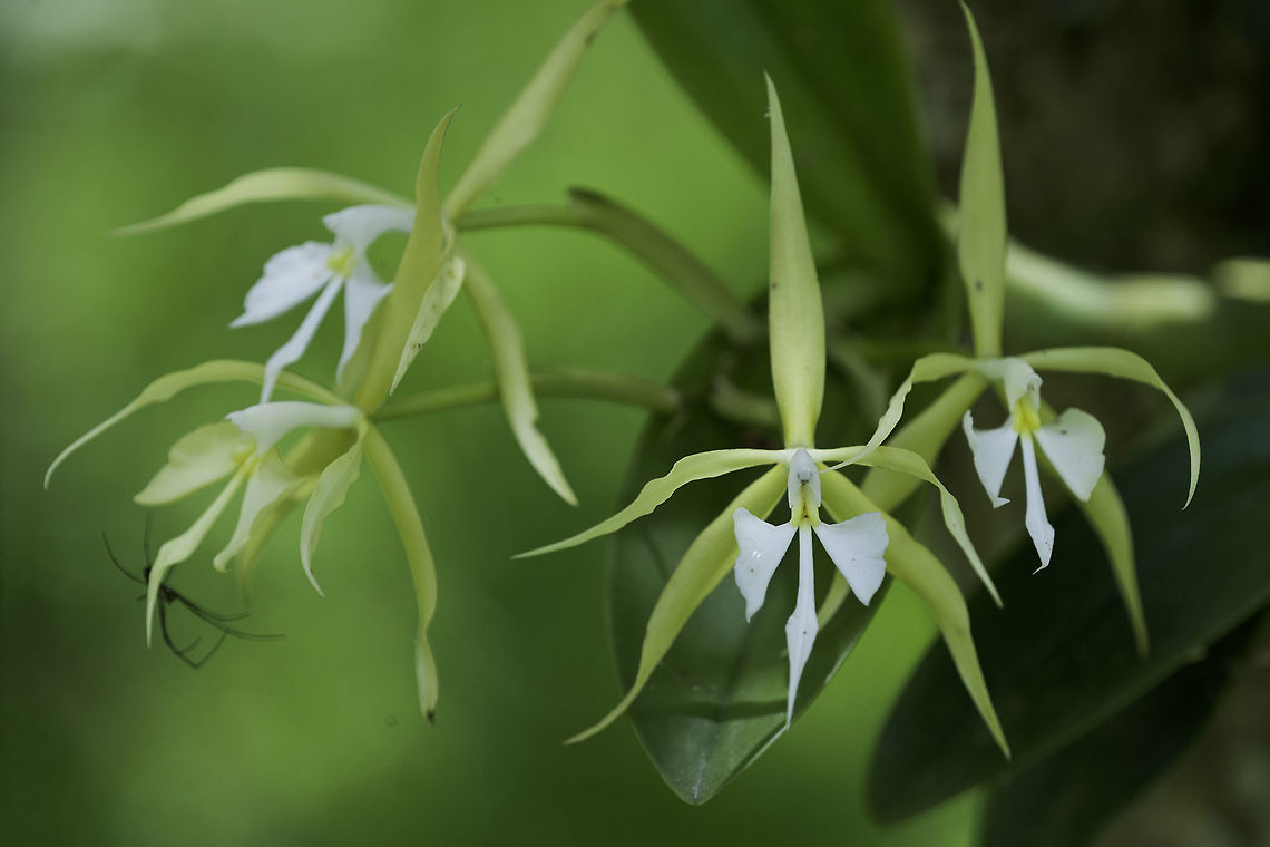 Epidendrum_nocturnum another view of this rainy season orchid ! Costa Rica,Epidendrum  nocturnum,Epidendrum nocturnum,Geotagged,orchid,orquidea
