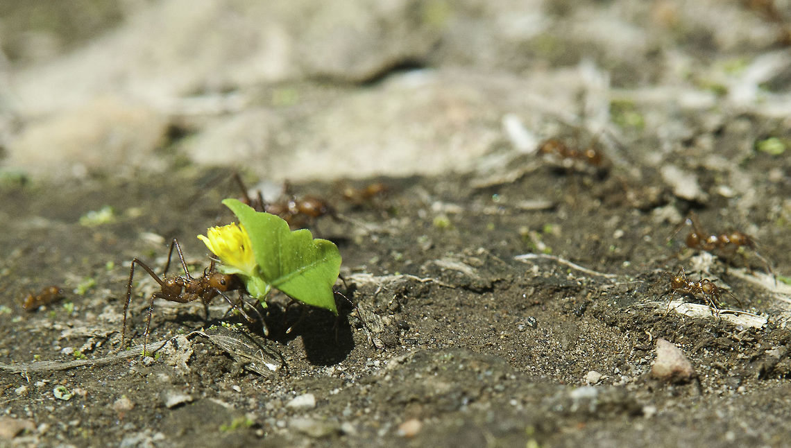 Atta cephalotes Up in the mountains the Enemy looks different. On our friends farm leafcutters have built visible above ground castles and fortresses, the roads are wider than the interamericana and there is more traffic than in San Jos&eacute; . She doesn't seem to care about them, I would for sure.<br />
 Atta cephalotes,Costa Rica,Geotagged,Winter,ant,atta,leafcutter