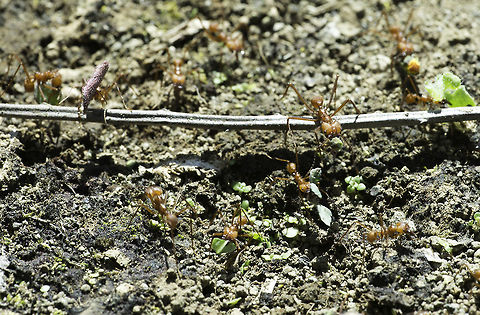 Atta cephalotes another one of the mountain leafcutters. this photo works well for ID as you can check the head and count the spines. Atta cephalotes,Costa Rica,Geotagged,Winter,ant,atta,leaf cutter