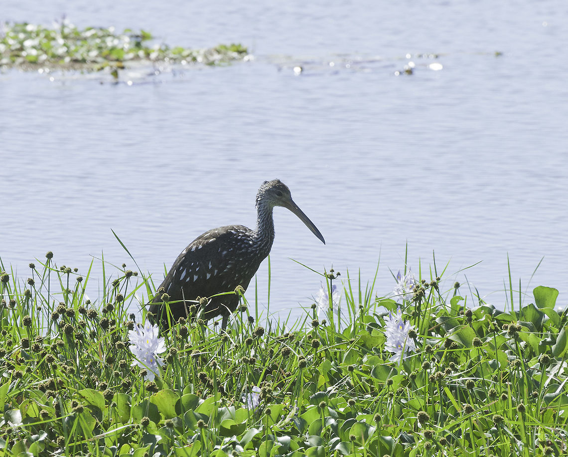 limpkin_in_water_hyacinth One from a while ago, at rio tempiste Aramus guarauna,Costa Rica,Geotagged,Limpkin,Winter,aramus guarauna,limpkin,rio tempiste