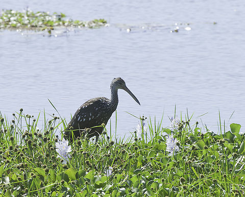limpkin_in_water_hyacinth One from a while ago, at rio tempiste Aramus guarauna,Costa Rica,Geotagged,Limpkin,Winter,aramus guarauna,limpkin,rio tempiste