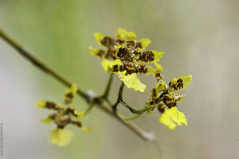 Oncidium_stenotis_(9_of_10) A little beauty growing in a friend's g&uuml;itite.  Costa Rica,Geotagged,Oncidium lineoligerum,Oncidium stenotis,Winter,g&uuml;itite,orchid,orquidea