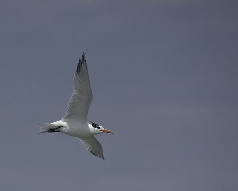 Royal_tern_sterna_maxima_(10_of_19) I like it when you can see their cap. To be 100% honest, it could also be sterna caspia in breeding mode. There were both species present. Geotagged,Nicaragua,Royal tern,Thalasseus maximus,Winter,piquaza real,sterna maxima,tern