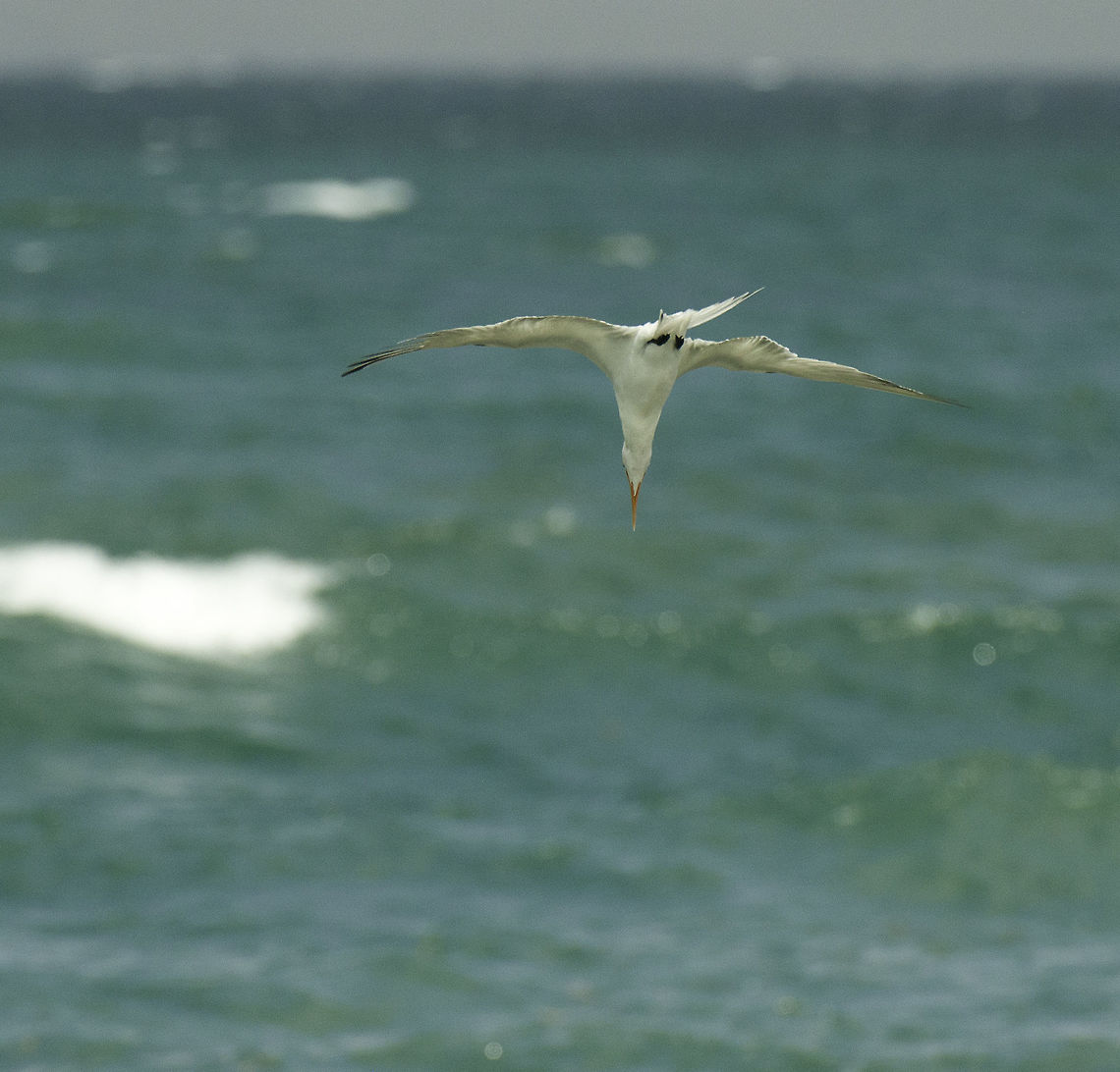 Royal_tern-sterna_maxima zooming in From a day at the coast. Was about time I found something new. Geotagged,Nicaragua,Royal tern,Thalasseus maximus,Winter,piquaza real,sterna maxima,tern