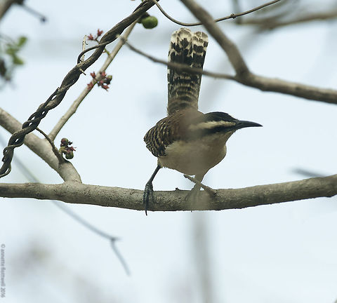 Rufous-naped wren