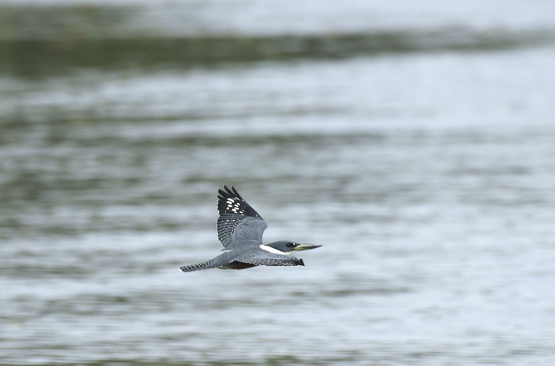 martin_pescador_en_vuelo Great fun if the boat moves quite fast to try and shoot birds in flight :) Belted kingfisher,Ceryle acyon,Geotagged,Megaceryle alcyon,Nicaragua,Winter,martin pescador norteño