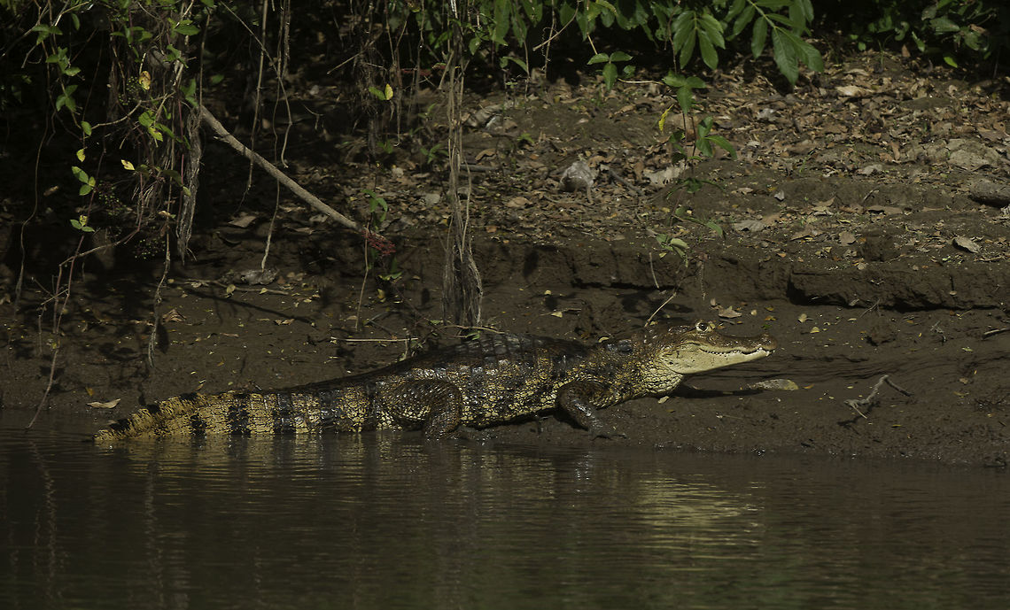 Caiman_crocodilus (I had been cut of the world by a gale force wind of 60 kn which somehow disrupted our 3g signal.)<br />
<br />
How welcome was a friends suggestion to take a boat ride to San Carlos in Nicaragua. While most of the others stocked up on booze, I stocked up in wildlife photos. Not easy on a relatively fast boat but I couldn&#039;t miss that.<br />
The booze boat is actually a lot cheaper than tourist trips and you can see as much. Caiman crocodilus,Geotagged,Nicaragua,Spectacled caiman,Winter,caiman,caimán de anteojos