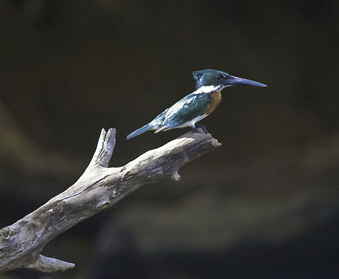 ceryle_alcyon Nicaragua, San Juan. Anhingas, egrets, herons and cormorants galore. Since you have all those already, I sadly had to pass on them and find the rarer ones.
On the trip back along Rio Frio I enjoyed the diversity a lot. And since the captain had twigged that wasn't getting drunk and stable on my legs, during the whole trip back I stood in bow with two cameras, no more talk about sitting down and life jackets :) Belted kingfisher,Ceryle acyon,Chloroceryle americana,Geotagged,Green Kingfisher,Megaceryle alcyon,Nicaragua,Winter,martin pescador norte&ntilde;o