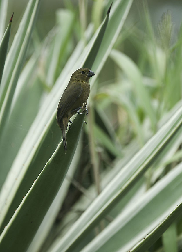 Oryzoborus nuttingi, female on aloe In the old fortress (Fortaleza de San Carlos) there is hardly a soul, the gringos raid shops and restaurants ans I had the park to myself.<br />
I watched this little female pick among the trees. Could have done with better light but still. Geotagged,Nicaragua,Nicaraguan seed finch,Oryzoborus nuttingi,finch