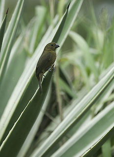 Oryzoborus nuttingi, female on aloe In the old fortress (Fortaleza de San Carlos) there is hardly a soul, the gringos raid shops and restaurants ans I had the park to myself.
I watched this little female pick among the trees. Could have done with better light but still. Geotagged,Nicaragua,Nicaraguan seed finch,Oryzoborus nuttingi,finch