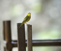 Olive-Crowned_Yellowthroat_-Geothlypis_Semiflava_(1_of_8) Saw her in the old fort using old tables as a perch. There will be two more, just to show you what followed. This is a manual focus 600mm with a 1.4 TC. The EXIF is not true. Geotagged,Geothlypis semiflava,Nicaragua,Olive-crowned yellowthroat,Setophaga petechia,Winter,Yellow Warbler,warbler