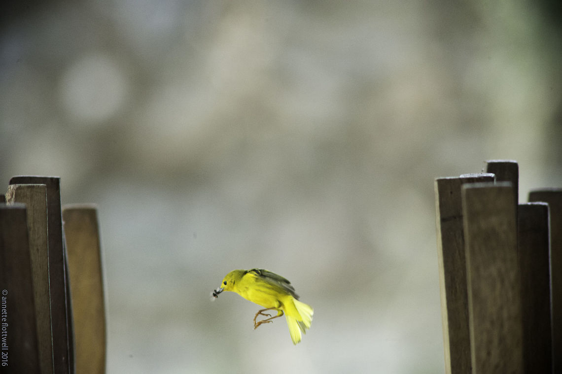Olive-Crowned_Yellowthroat_-Geothlypis_Semiflava_(7_of_8) n&ordm;3 of the series<br />
<figure class="photo"><a href="https://www.jungledragon.com/image/36104/olive-crowned_yellowthroat_-geothlypis_semiflava_1_of_8.html" title="Olive-Crowned_Yellowthroat_-Geothlypis_Semiflava_(1_of_8)"><img src="https://s3.amazonaws.com/media.jungledragon.com/images/2552/36104_thumb.jpg?AWSAccessKeyId=05GMT0V3GWVNE7GGM1R2&Expires=1770854410&Signature=8l%2FCUe1O%2BLAA14Nz0CY8yBJpmfQ%3D" width="200" height="168" alt="Olive-Crowned_Yellowthroat_-Geothlypis_Semiflava_(1_of_8) Saw her in the old fort using old tables as a perch. There will be two more, just to show you what followed. This is a manual focus 600mm with a 1.4 TC. The EXIF is not true. Geotagged,Geothlypis semiflava,Nicaragua,Olive-crowned yellowthroat,Setophaga petechia,Winter,Yellow Warbler,warbler" /></a></figure><br />
<figure class="photo"><a href="https://www.jungledragon.com/image/36106/olive-crowned_yellowthroat_-geothlypis_semiflava_5_of_8.html" title="Olive-Crowned_Yellowthroat_-Geothlypis_Semiflava_(5_of_8)"><img src="https://s3.amazonaws.com/media.jungledragon.com/images/2552/36106_thumb.jpg?AWSAccessKeyId=05GMT0V3GWVNE7GGM1R2&Expires=1770854410&Signature=C64I3S0ZmRSPfhRc5klSf%2FEnzWU%3D" width="200" height="152" alt="Olive-Crowned_Yellowthroat_-Geothlypis_Semiflava_(5_of_8) this should be n&ordm;2 of this one http://www.jungledragon.com/image/36104/olive-crowned_yellowthroat_-geothlypis_semiflava_1_of_8.html Geotagged,Geothlypis semiflava,Nicaragua,Olive-crowned yellowthroat,Setophaga petechia,Winter,Yellow Warbler,warbler" /></a></figure> Geotagged,Geothlypis semiflava,Olive-crowned yellowthroat,Setophaga petechia,Winter,Yellow Warbler,antefacito coronolivio,warbler