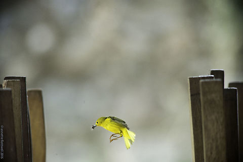 Olive-Crowned_Yellowthroat_-Geothlypis_Semiflava_(7_of_8) nº3 of the series
http://www.jungledragon.com/image/36104/olive-crowned_yellowthroat_-geothlypis_semiflava_1_of_8.html
http://www.jungledragon.com/image/36106/olive-crowned_yellowthroat_-geothlypis_semiflava_5_of_8.html Geotagged,Geothlypis semiflava,Olive-crowned yellowthroat,Setophaga petechia,Winter,Yellow Warbler,antefacito coronolivio,warbler
