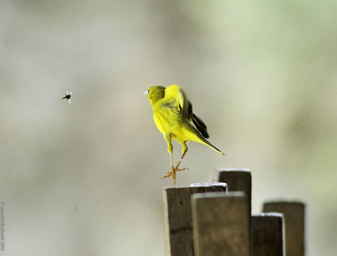 Olive-Crowned_Yellowthroat_-Geothlypis_Semiflava_(5_of_8) this should be n&ordm;2 of this one http://www.jungledragon.com/image/36104/olive-crowned_yellowthroat_-geothlypis_semiflava_1_of_8.html Geotagged,Geothlypis semiflava,Nicaragua,Olive-crowned yellowthroat,Setophaga petechia,Winter,Yellow Warbler,warbler