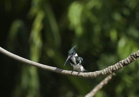 Chloroceryle_amazona in Rio Frio. Stop the stupid canal. More from the boat trip. 
Soo was absolutely right, she needed a few stamps in her passport and I urgently needed new species. Amazon Kingfisher,Chloroceryle amazona,Geotagged,Nicaragua,martin pescador,martin pescador amazonico