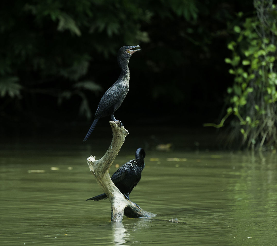 pato cuervo -Phalacrocorax_olivaceus-cormorant Imagine my surprise that all the 'new egrets'  I spotted were already on here but the most common river bird is not!<br />
So here is our - and Nicaragua's best fisher! Geotagged,Neotropic cormorant,Nicaragua,Phalacrocorax brasilianus,Phalacrocorax olivaceus,Winter,cormorant,pato cuervo