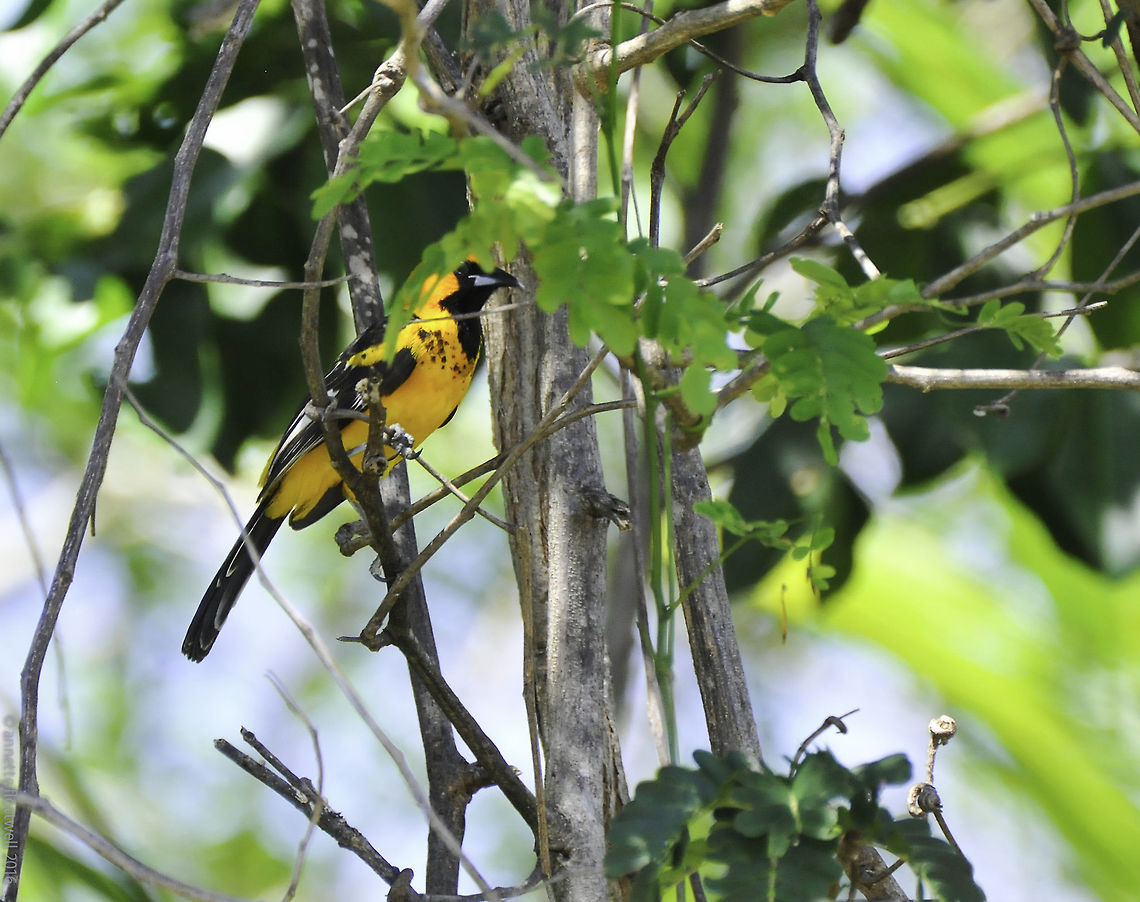 icterus pectoralis Not a prize winning shot but unfortunately this bird has a habit of hiding :) Costa Rica,Geotagged,Icterus pectoralis,Spot-breasted oriole,Winter,bolsero,bolsero pechimanchado