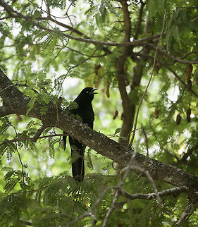 Quiscalus nicaraguensis one from my trip north-west  the other week. Geotagged,Nicaragua,Nicaraguan grackle,Quiscalus nicaraguensis,Winter