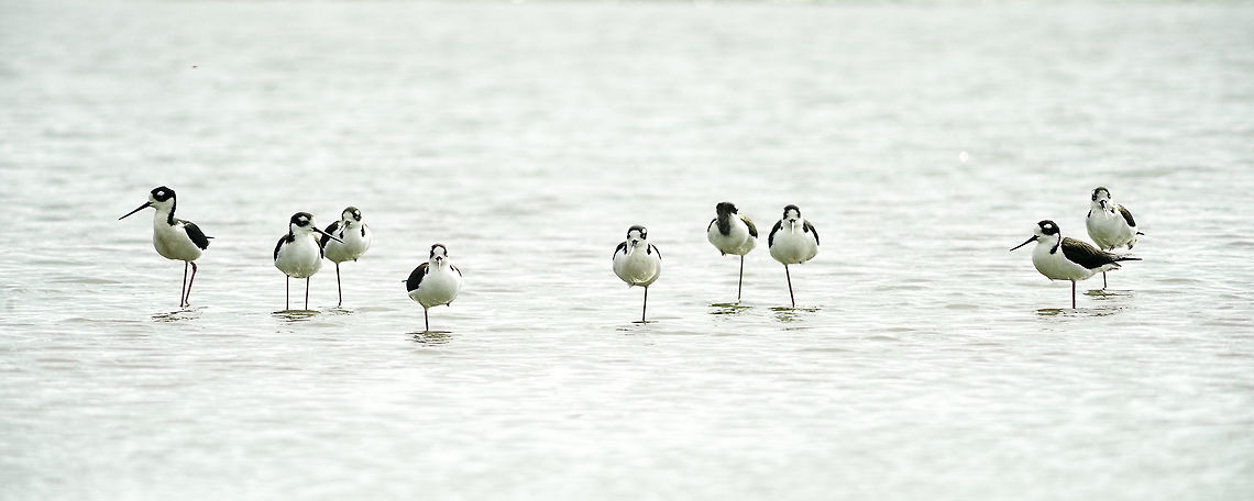 himantopus mexicanus - one legged bandids :) In the changing tides, where the water between rio San Juan and Lago Nicaragua is very shallow, these stilts spend hours waiting for fast food in the river.<br />
PS this was taken with a manual 600 mm and a TC from a moving boat. I am surprised that I got any decent shots. Black-necked Stilt,Geotagged,Himantopus mexicanus,Lago Nicaragua,Nicaragua,Nikkor 600mm,Winter,himantopus mexicanus,stilt