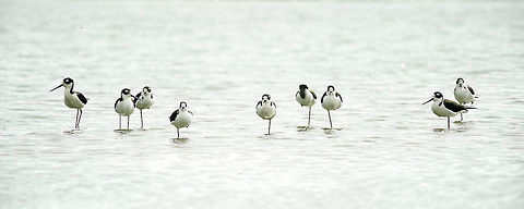 himantopus mexicanus - one legged bandids :) In the changing tides, where the water between rio San Juan and Lago Nicaragua is very shallow, these stilts spend hours waiting for fast food in the river.
PS this was taken with a manual 600 mm and a TC from a moving boat. I am surprised that I got any decent shots. Black-necked Stilt,Geotagged,Himantopus mexicanus,Lago Nicaragua,Nicaragua,Nikkor 600mm,Winter,himantopus mexicanus,stilt