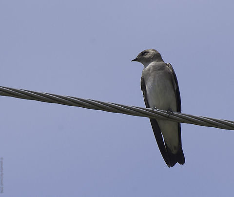 Stelgidopteryx serripennis I was searching my harddisk for a certain flycatcher and found this swallow. Yes, maybe not the most exciting species but new. Costa Rica,Geotagged,Northern rough-winged swallow,Stelgidopteryx serripennis,Winter,golondrina parda,northern rough-winged swallow