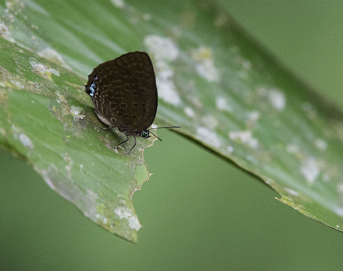 Arhopala_major_major A Malaysian blue from upper Selangor <a href="http://butterflycircle.blogspot.com/2013/03/life-history-of-arhopala-major-major.html" rel="nofollow">http://butterflycircle.blogspot.com/2013/03/life-history-of-arhopala-major-major.html</a> Arhopala major,Butterfly,Geotagged,Malaysia,Summer,arhopala major,lycanidae