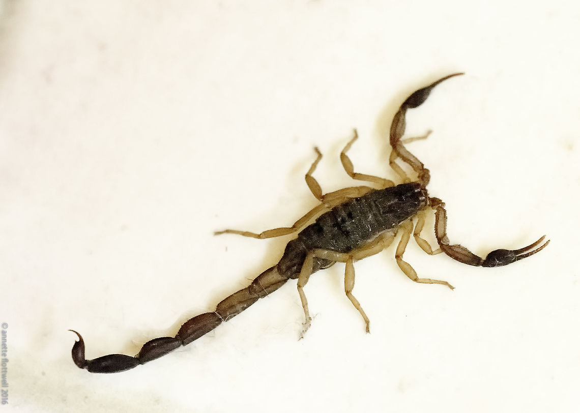 Ananteris_platnick it is amazing what you can find in the bathroom when you pick your towel up. Sorry about the hight ISO.<br />
ID according to this list. Hope it can serve others as well.<br />
PS he was only 5-6 cms<br />
<a href="https://www.ntnu.no/ub/scorpion-files/gallery.htm" rel="nofollow">https://www.ntnu.no/ub/scorpion-files/gallery.htm</a> Ananteris platnick,Ananteris platnicki,Costa Rica,Geotagged,Winter,butidae,scorpion