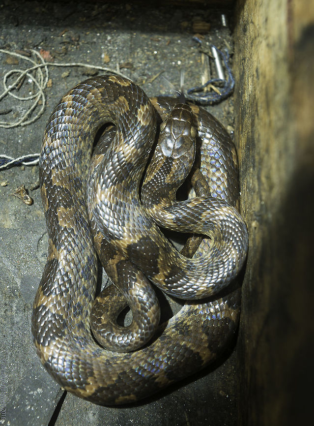 Leptodeira annulata I was preparing a quote.. Please Chris, can you look whether we have that type of stub axle, maybe second hand ?<br />
5 minutes later Chris came back.. Here is one stub axle but I don&#039;t really like to look at the others, there is a snake in the box!<br />
WHAT?<br />
Yes, you heard me a snake.<br />
True. I unpacked the stub axles to get a decent picture, I didn&#039;t ask him to pose nicely. Adrian the gardener classed him as relatively harmless so I asked him not to use the machete and coaxed him into a carton. He then was left to roam around the hedge. Banded cat-eyed snake,Costa Rica,Falsa Mapanare,Geotagged,Leptodeira annulata,Summer,coulevre,culebra,serpiente,snake