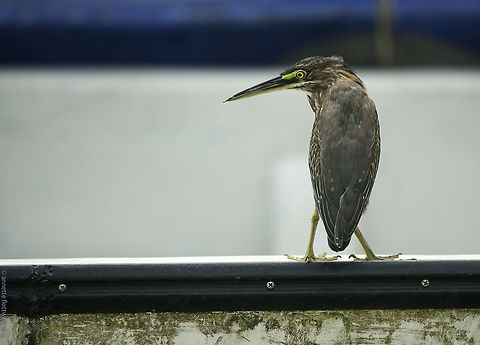 green heron- the fish inspector or butorides virescens 
Another one from San Carlos de Nicaragua. Butorides virescens,Green heron,Lago Nicaragua,ave,butorides virescens,green heron