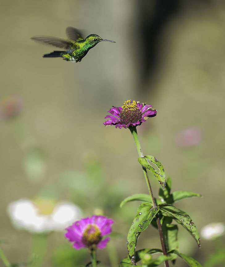 Amazilia saucerrottei taken with my macro lens :) I was looking for insects and then I just had to be fast. Amazilia saucerottei,Amazilia saucerrottei,Costa Rica,Geotagged,Steely-vented hummingbird,Winter,amazilia colazul,colibri,gurrion,hummingbird