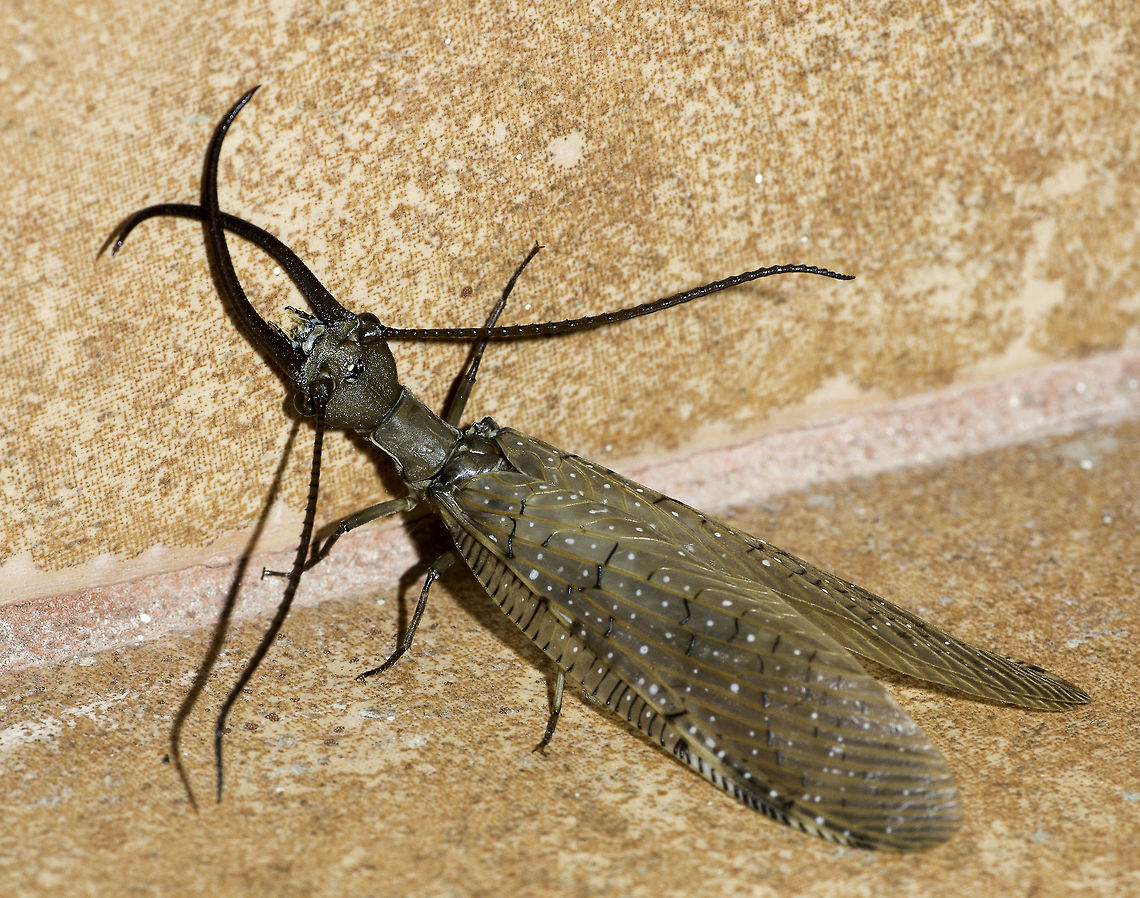 Corydalus imperiosus We were just leaving our friend's house when Soo called me back... look here is a totally weird insect for you.<br />
Got the camera and took about 10 shots. To me it was clearly a neuroptera species, but which one.<br />
Luckily , there was this article.<br />
<a href="http://tolweb.org/Megaloptera" rel="nofollow">http://tolweb.org/Megaloptera</a><br />
and this one<br />
<a href="http://thesmallermajority.com/category/insects/megaloptera/" rel="nofollow">http://thesmallermajority.com/category/insects/megaloptera/</a><br />
 Corydalidae,Corydalinae,Corydalus cornutus,Costa Rica,Endopterygota,Geotagged,dobsonfly,neuroptera,summer