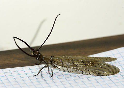Corydalus_imperiosus_(13_of_16) the same one as here
http://www.jungledragon.com/image/36446/corydalus_imperiosus.html in a side view. If you count, you'll find this is an 8cm insect :) Corydalidae,Corydalinae,Corydalus imperiosus,Costa Rica,Endopterygota,Geotagged,Winter,dobsonfly,neuroptera