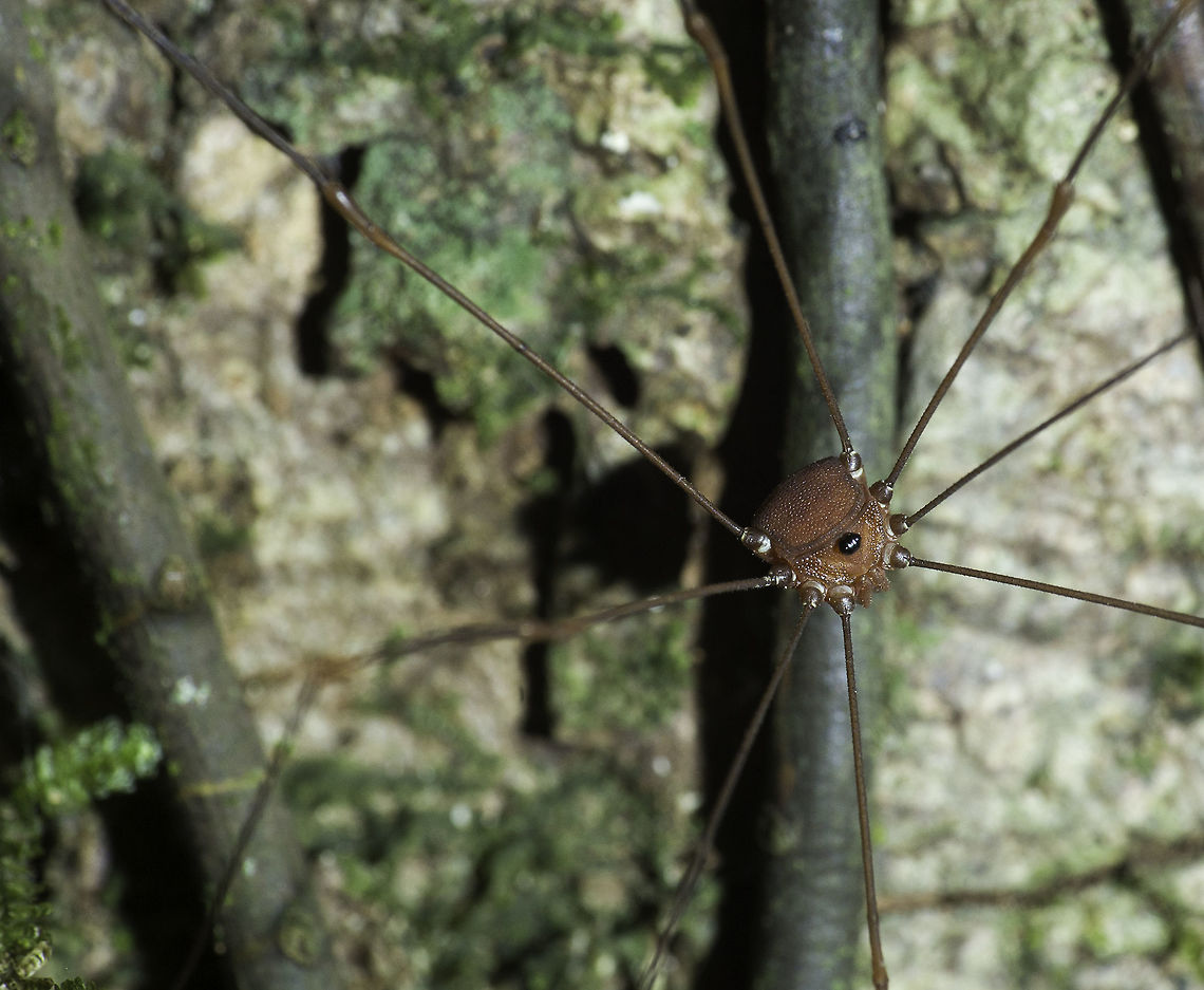 long legged spaceship Grace gave me the idea to do a small spider series. I can&#039;t ID them, I really don&#039;t have a clue.<br />
And since my last attempt ended in a long discussion, I better won&#039;t try. Costa Rica,Geotagged,Winter,arachnid,araignée,araña,long legs,spider