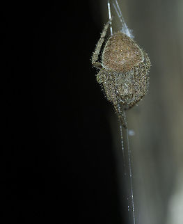 a fat climber- forest spider Use a full flash on this 8-12mm forest spider. This one I had never seen before.
All ideas welcome Arachnida,Costa Rica,Geotagged,Winter,araign&eacute;e,ara&ntilde;a.,spider