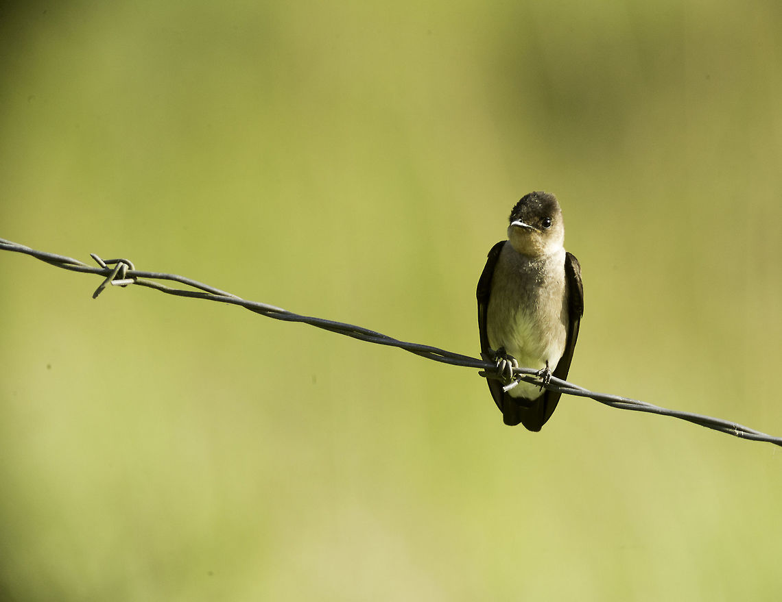the fence guard -Stelgidopteryx ruficollis one from Sunday , in the moister part of the cordillera central. Costa Rica,Geotagged,Southern rough-winged swallow,Stelgidopteryx ruficollis,Winter,swallow