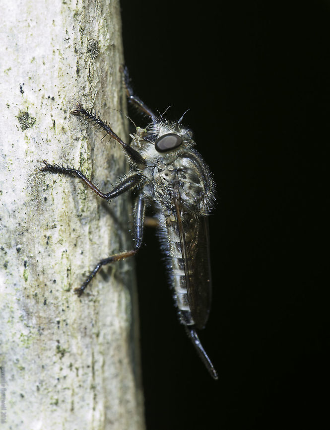 The death of an aphid It is summer and very dry, which means less insects and more predators. Also means I have to chuck the winter tag out :) :D<br />
<br />
Taken between my veggies, glad somebody kills the aphids.<br />
_______<br />
PS no ID, sorry. The aphid might be missing some bits. Costa Rica,Geotagged,aphid,insects.,predator,robberfly,summer