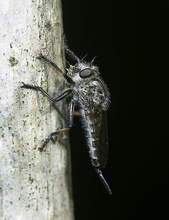 The death of an aphid It is summer and very dry, which means less insects and more predators. Also means I have to chuck the winter tag out :) :D

Taken between my veggies, glad somebody kills the aphids.
_______
PS no ID, sorry. The aphid might be missing some bits. Costa Rica,Geotagged,aphid,insects.,predator,robberfly,summer