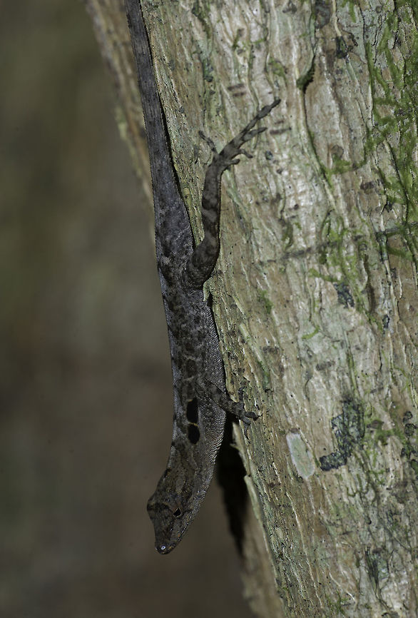 blue nosed lizard in our jungle I hope John Sullivan can cast some light on this one. I found him and more of his clan round our garden, this is so far the biggest one. <br />
It might be noleps polylepsis but as usual I'm just hoping to get it right<br />
<a href="http://www.wildherps.com/species/A.polylepis.html" rel="nofollow">http://www.wildherps.com/species/A.polylepis.html</a> Anolis cupreus,Costa Rica,Dry Forest Anole,Geotagged,anole,lizard,summer