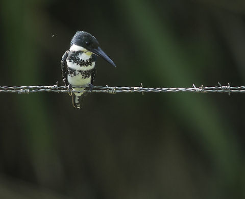 chloroceryle americana Went into the El Castillo district yesterday and found her on a fence. I managed to get about 20 shots before I got too close. Chloroceryle americana,Costa Rica,Geotagged,Green Kingfisher,Winter,chloroceryle americana,green kingfisher,martin pecheur,martin pescador