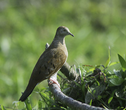columbina talpacoti These doves are usually in the lowlands, this is the first time I have seen one above 800m  But then it is dry now in mid summer so the lowland birds often come up to feed. Our garden is extremely dry right now hence there isn't much food either. That is why I went into the green part, which isn't that far away, maybe 20kms

Something keeps sneaking WINTER in :) It is not, it's summer here :) Columbina talpacoti,Costa Rica,Geotagged,Ruddy ground dove,columbina talpacoti,dove,ruddy ground dove,tortolita rojiza